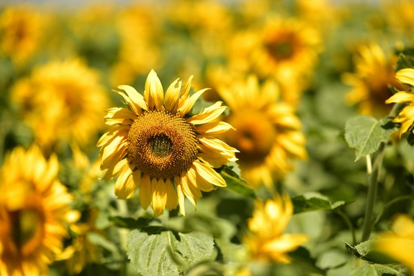 Comment organiser un séjour en Écosse avec des visites de distilleries et des cours de fabrication de whisky ?